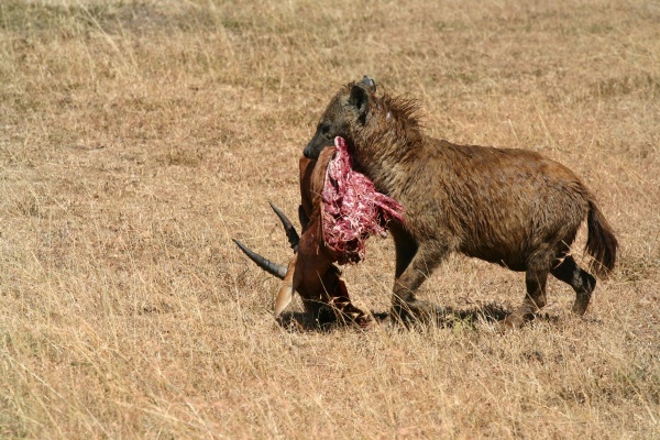 Kenya med Løvenskiold 038